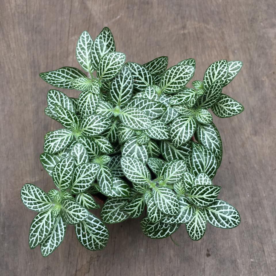 Cây cảnh mini để bàn: Cẩm nhung xanh (Fittonia)