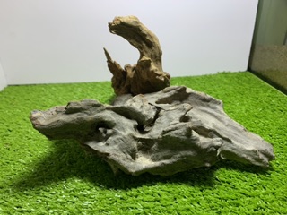 Lũa cho bể thuỷ sinh , bể bán cạn 120k/kg