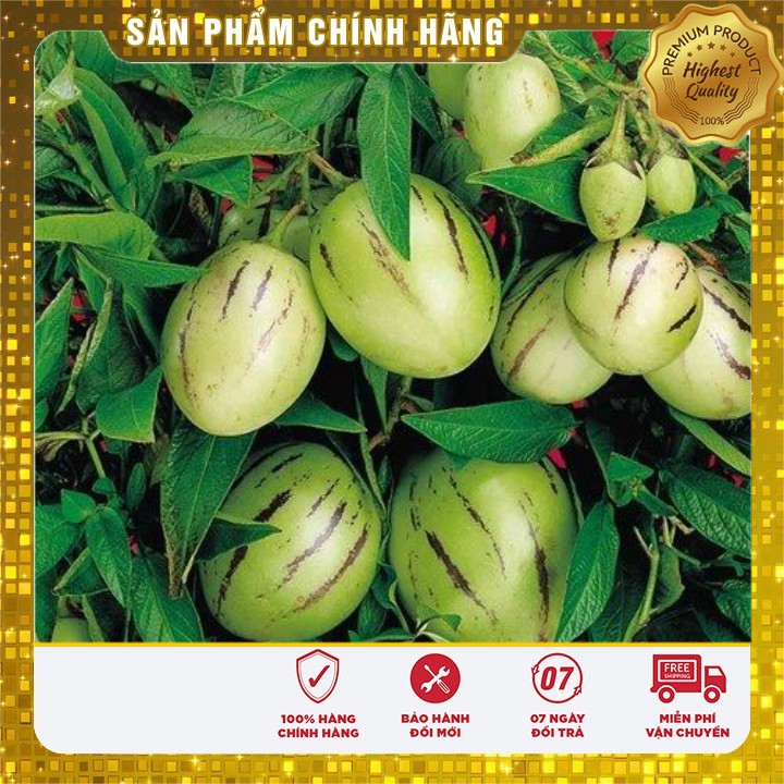 Hạt Giống Dưa Pepino Mỹ ( GÓI 4 HẠT F1 MỸ)