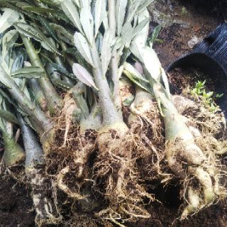Sứ Thái nguyên liệu 1 cốt