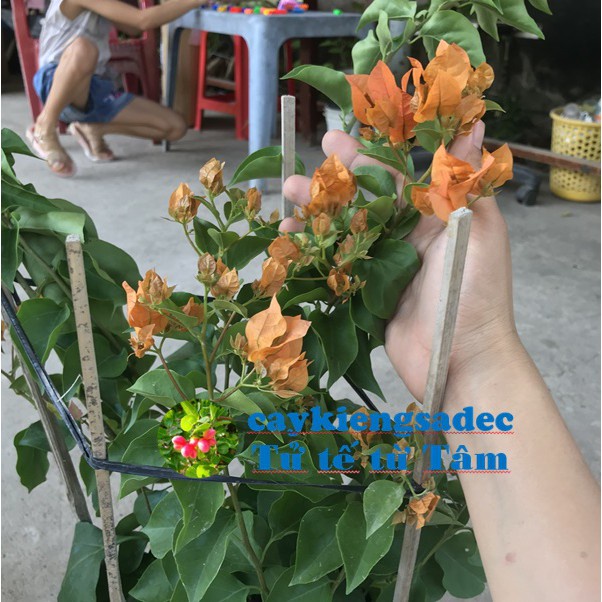 caykiengsadec Cây hoa giấy cam+ tặng phân bón - hoa kiểng lá - trang trí nội thất cảnh quan sân vườn ngoài trời