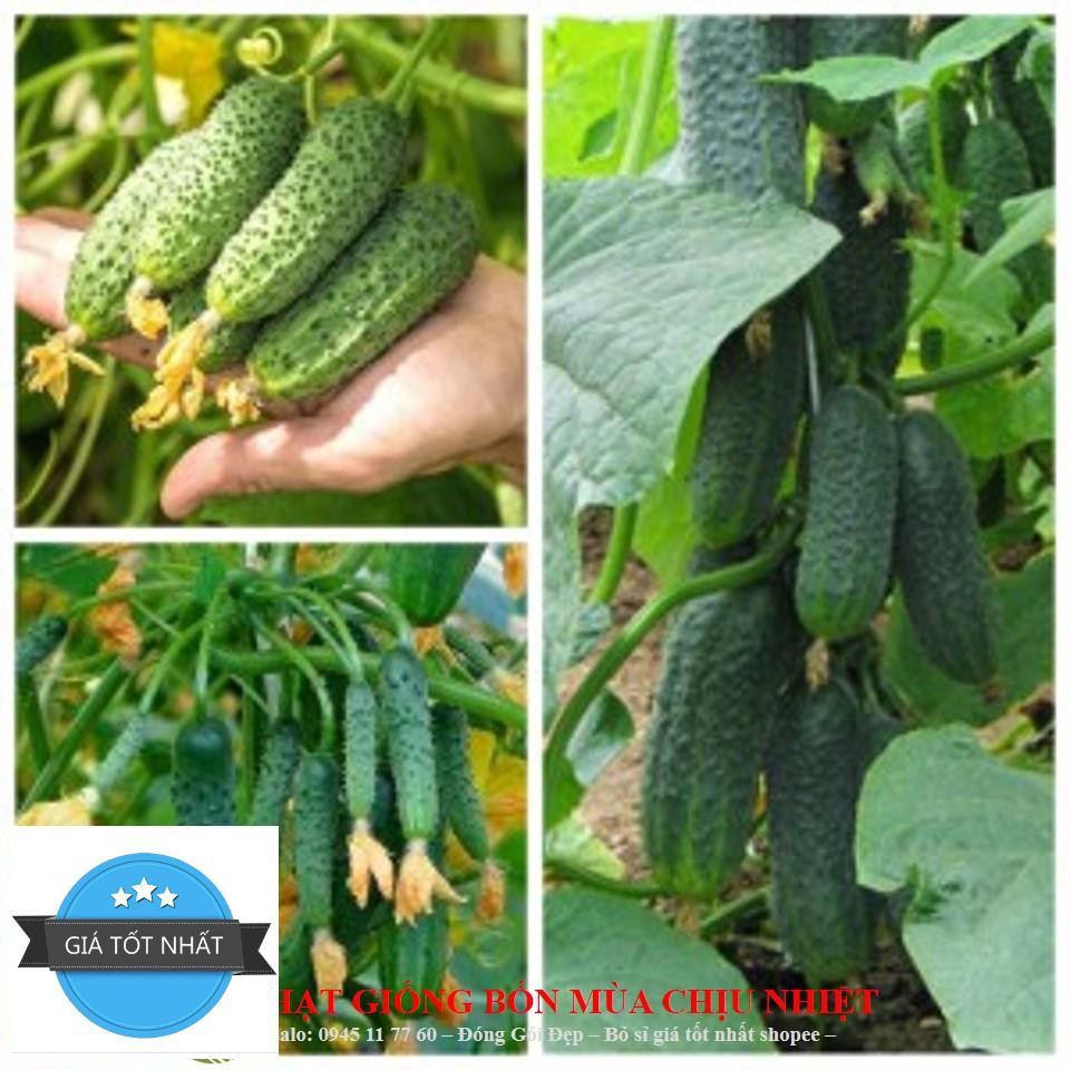Gói 10h Hạt Giống Dưa Chuột - Trump F1 Siêu Ngon Cao Sản (Cucumis sativus)