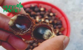 Bồ hòn loại 1