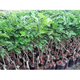 Cây giống chôm chôm nhãn ghép
