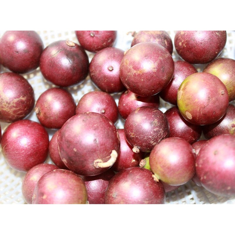 Cây giống hồng quân, bồ quân