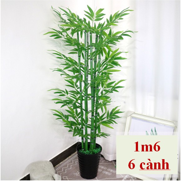 Cây Tre Trúc Cảnh
