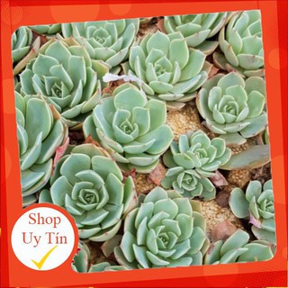 Sen đá đất xanh vĩ🍏 |FREESHIP| 🔥 XỨ NÓNG, ĐÃ THUẦN KHÍ HẬU, KHOẺ ĐẸP 🍏 LỖI 1 ĐỔI 1