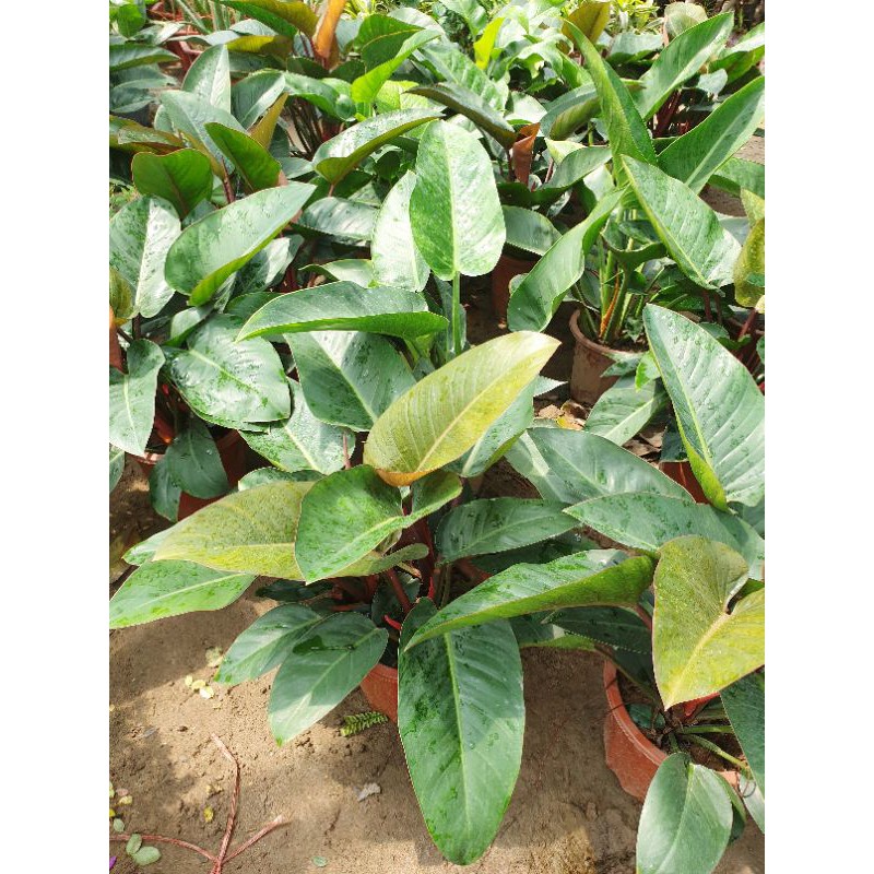 TRẦU BÀ ĐẾ VƯƠNG xanh-đỏ lớn 50cm