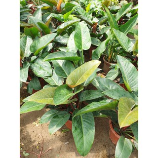 Trầu bà đế vương xanh-đỏ lớn 50cm