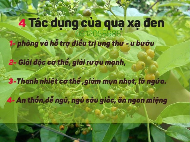 Trà túi lọc xạ đen đạt chuẩn GMP-WHO (20 gói x 3gr)