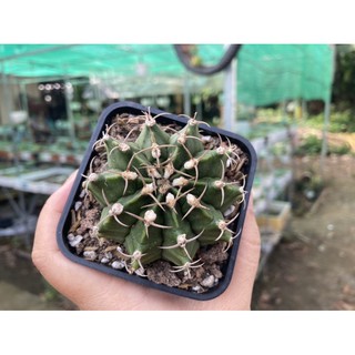 Xương rồng gym vân size 5~6cm