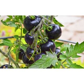 20H - HẠT GIỐNG CÀ CHUA CHERRY ĐEN
