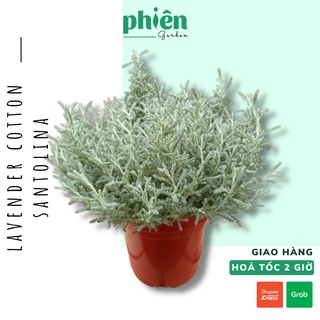 Cây Lavender Cotton Santolina có hương thơm, cây lá bạc oải hương xám