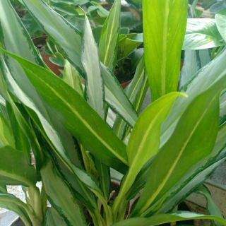 Cây Giữ Tiền