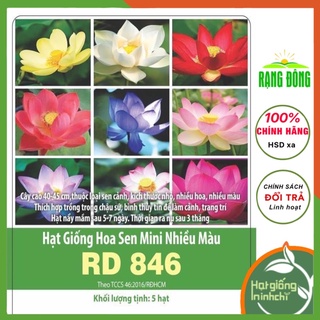 Hạt giống hoa sen nhật mini mic (nhiều mầu) Rado