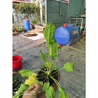 Rau chua sapa (rau chua xanh)