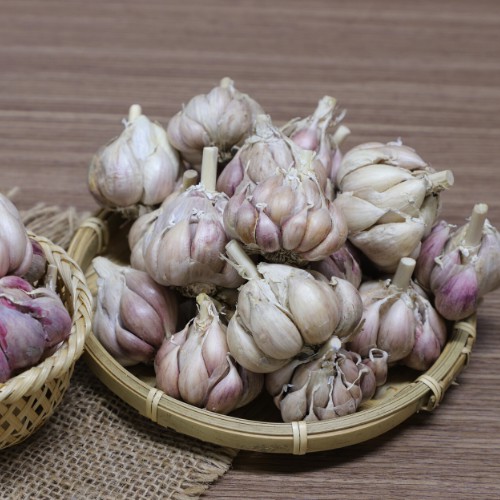 Củ tỏi Bắc