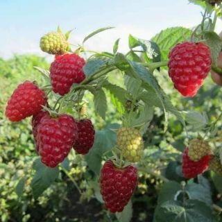 Cây mâm xôi đỏ(phúc bồn tử,rasberry)