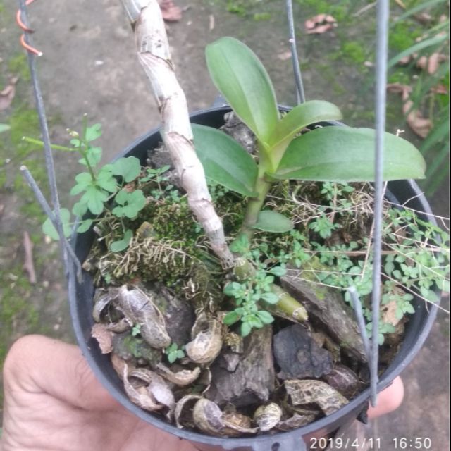 Giả Hạc Hòa Bình