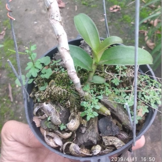 Giả hạc hòa bình