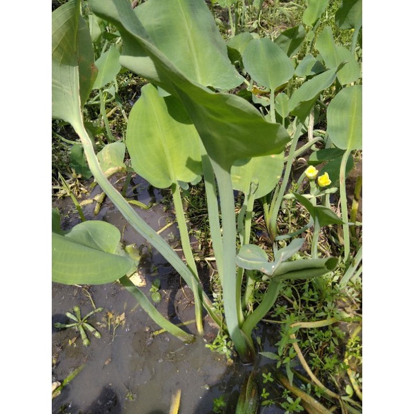 Cây kèo nèo/cù nèo/tai tượng giống