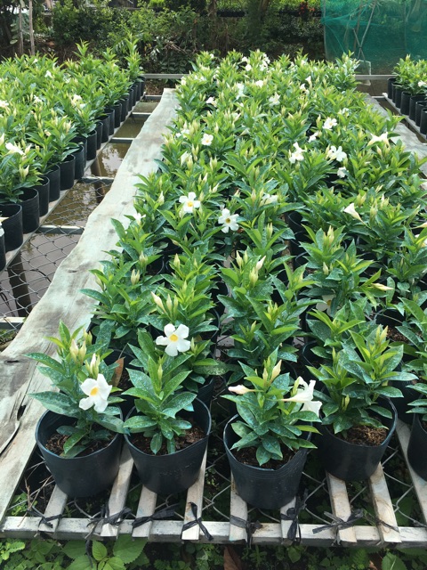 Cây leo tuyết anh