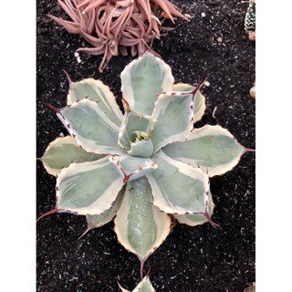 cây Agave viền trắng
