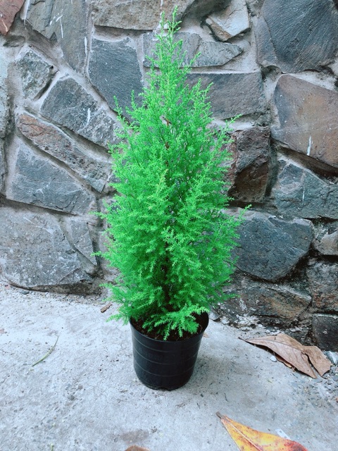 Tùng Thơm Cao 60cm ngang 20cm
