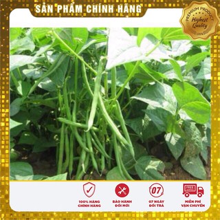 Hạt Giống Đậu Cove Lùn(5gr)