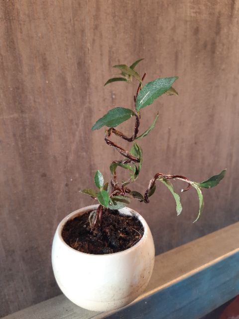 Hồng ngọc mai bonsai siêu mini
