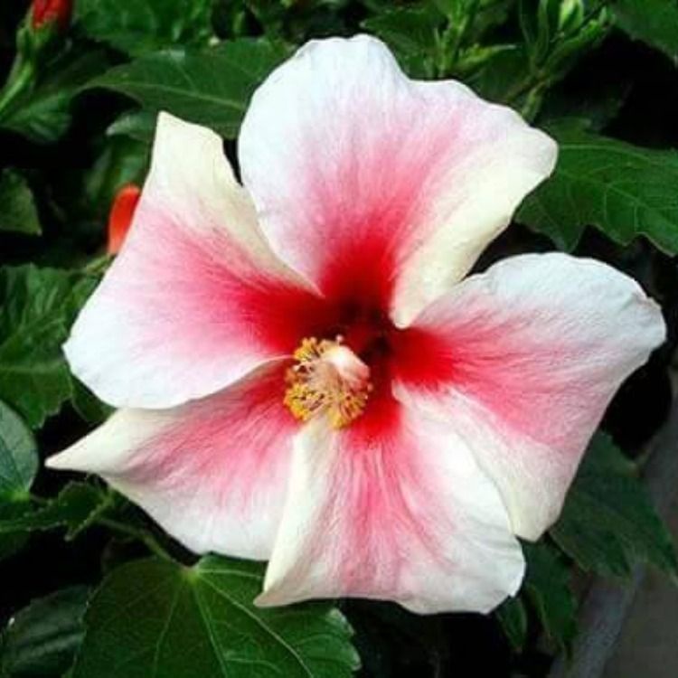 Chậu cây hoa dâm bụt cánh đơn màu hiếm, hồng viền trắng và hồng cam hilight-vườn của boss