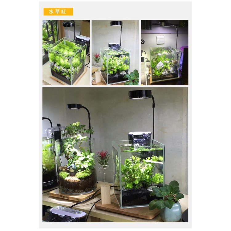 Đèn đế gỗ 3w,5w terrarium, bán cạn