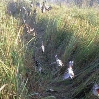 Lưới chim 6cm cao 5m dài 10m 20m 30m 40m lưới tàng hình hàng Thái Lan bắt các loại cu gáy + cò vạc + các loại chim