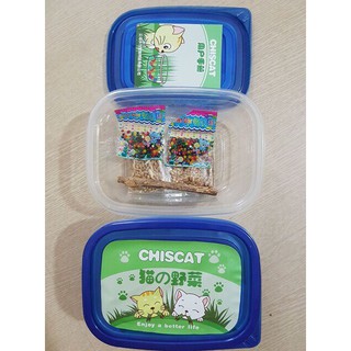 SET TRỒNG 3 TÚI CỎ MÈO TẶNG 1 CÂY GỖ LÀM SẠCH RĂNG CHISCAT – HẠT GIỐNG CHẤT LƯỢNG TỐT NHẤT