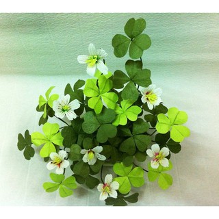 Hạt Giống Cỏ Ba Lá ( Cỏ 3 Lá) - Túi 50 hạt
