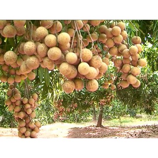 Cây Nhãn Lồng Hưng Yên