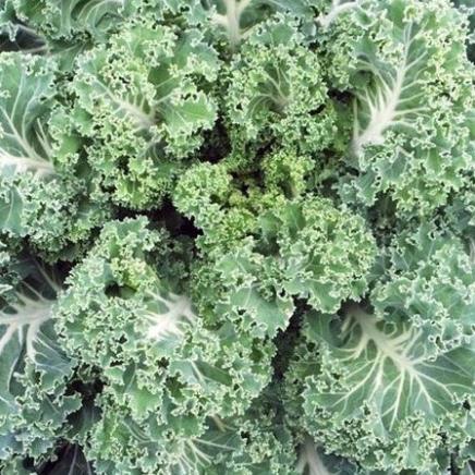 Hạt giống cải kale  100 hạt SHOP MỚI KHYẾN MẠI GIÁNG SINH
