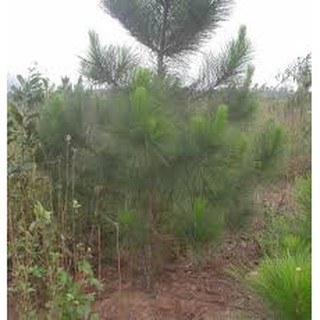 Cây thông đỏ caribe giống (cây thông đỏ cảnh)