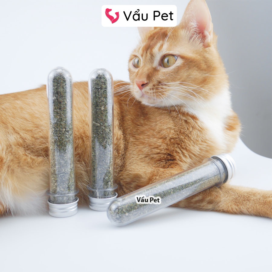 Cỏ Bạc Hà Catnip Cho Mèo - Cỏ Mèo Tiêu Búi Lông, Giảm Stress Vẩu Pet Shop