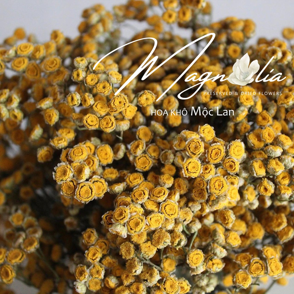 Hoa khô Tansy ❤️FREESHIP❤️ Tansy Dried Flowers trang trí bó hoa, dụng cụ chụp ảnh tự sướng