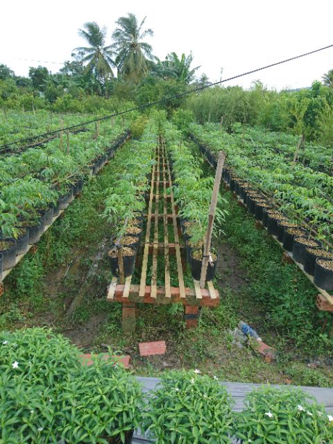 Cây cóc thái- Hoa kiểng Nguyễn Lộc- Cây giống chất lượng cao