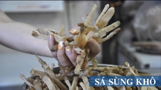 Lecoon Sá sùng khô