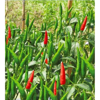 Hạt giống Ớt chỉ thiên (rất cay) – 30Hạt