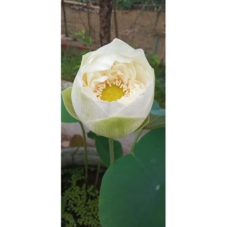 Ngó Sen Phật Âm Trắng