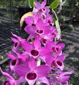 Phi điệp đột biến RỒNG LỬA, phi điệp var, mầm ki cấy mô hoa đẹp hiếm giá rẻ