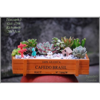 TIỂU CẢNH MIX SEN ĐÁ-XƯƠNG RỒNG