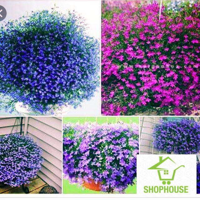 shophouse Gói 50 Hạt giống cúc lobelia  SHOP HOUSE  TẾT KHUYẾN MẠI