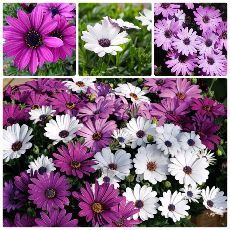 100H  - #Hạt_Giống_Cúc_Châu_Phi_Mix ( tặng kèm kích mầm và phân bón )