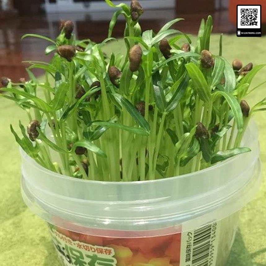 Hạt giống rau mầm rau muống - Gói 100g