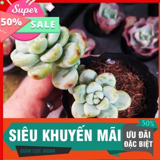 Sen sỏi thiên thanh